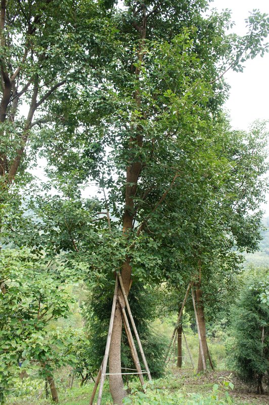 DSC03299