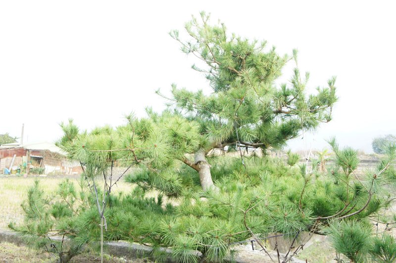 DSC03357