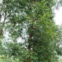 DSC03299